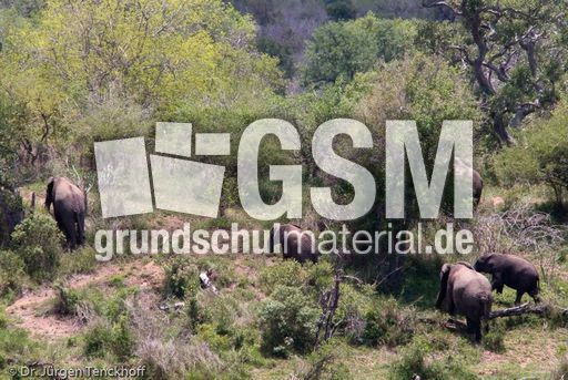 Afrikanischer Elefant (7 von 131).jpg